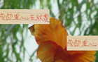 亞冠，成都態(tài)度明確，申花海港待觀察。